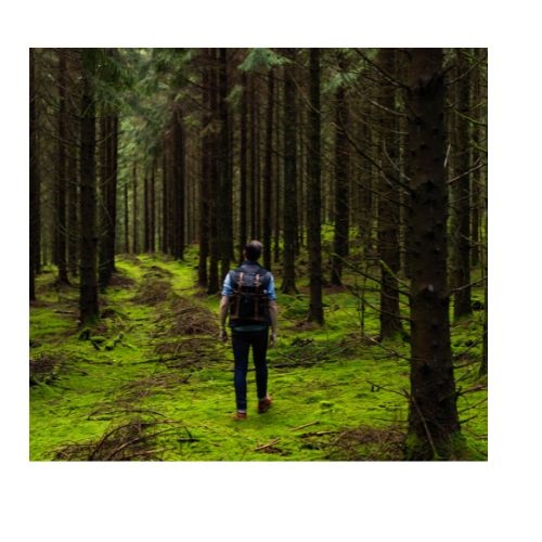 walk in the forest in verbal behavior  category